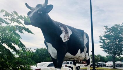 The 20-foot-tall bovine landmark will remain in the parking lot.
