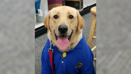 He's a yellow lab who provides support to an employee.