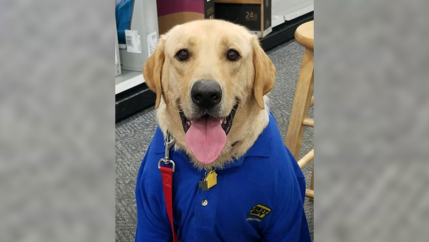 dog in best buy shirt